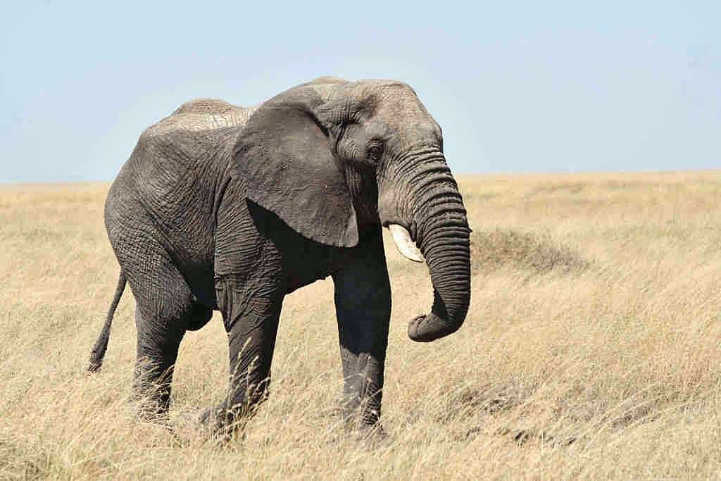 Studija pokazuje da bi slonovi mogli imati imena